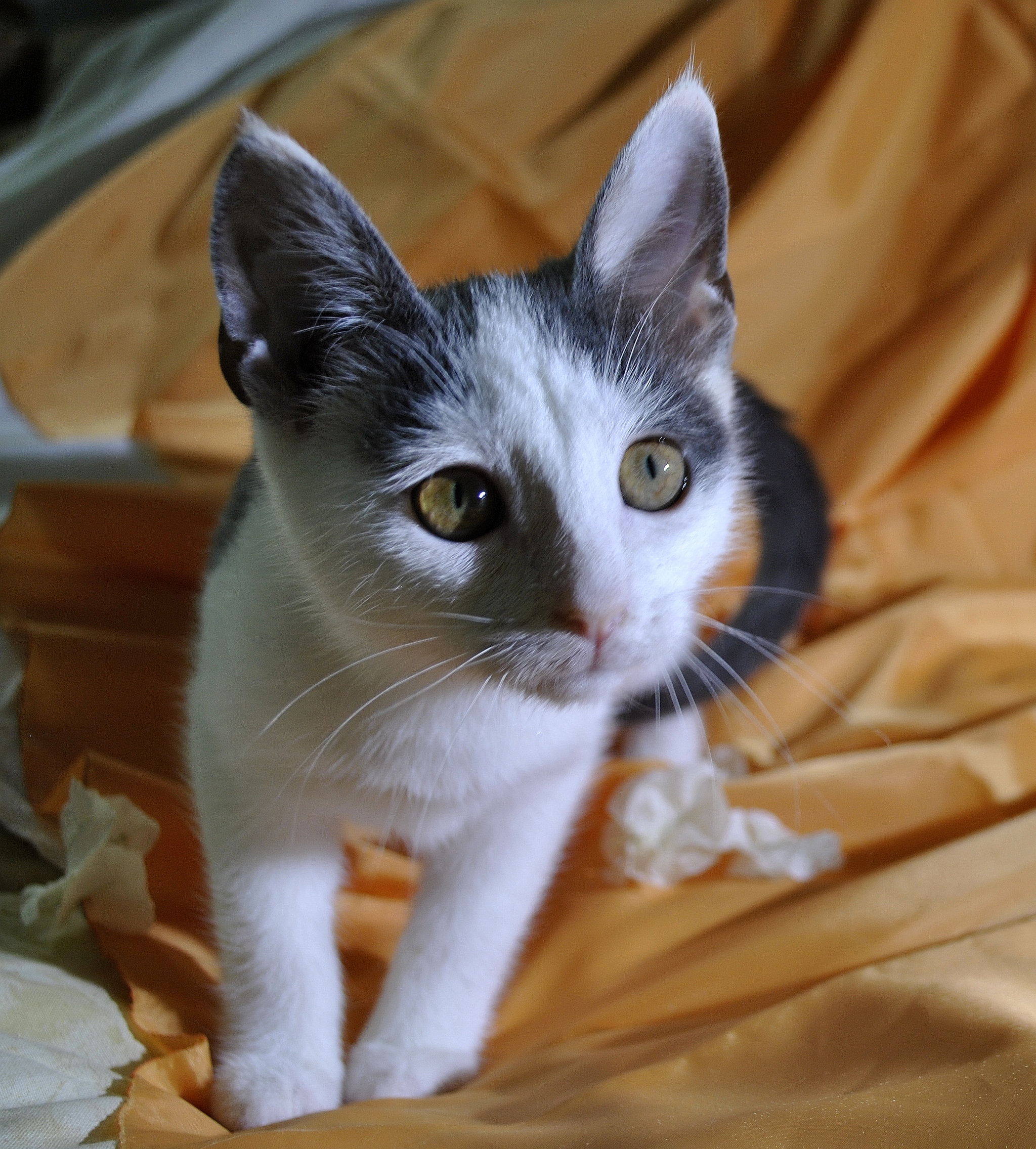 Moscow Zelenograd Cute kitten looking for a home - My, No rating, Zelenograd, Moscow, cat, In good hands, Pets, Longpost, Milota