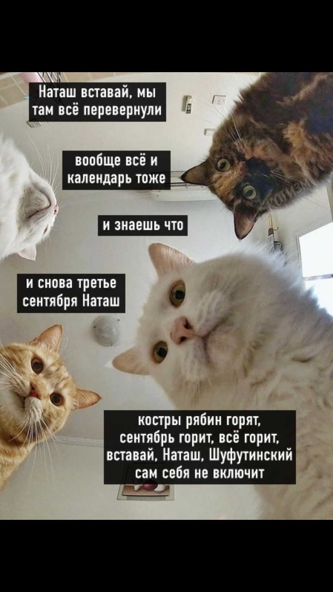 I'm afraid or something)) - My, September 3, Memes