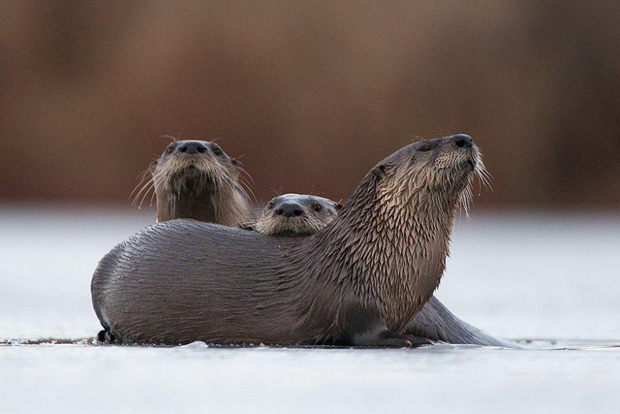 Скользи! - Выдра, Дикие животные, Северная Америка, The National Geographic, Длиннопост