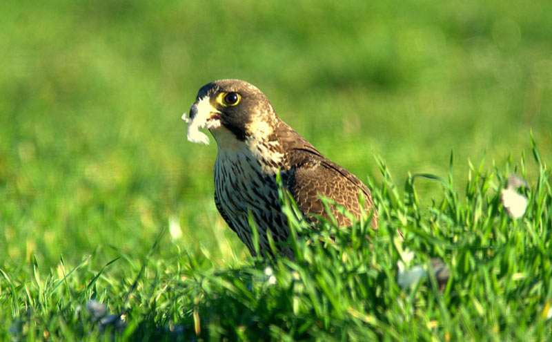 The peregrine falcon has been handsome since childhood! - Birds, Predator birds, Falcon, Peregrine falcon, Chick, Nest, Middle Ural, The photo, Longpost