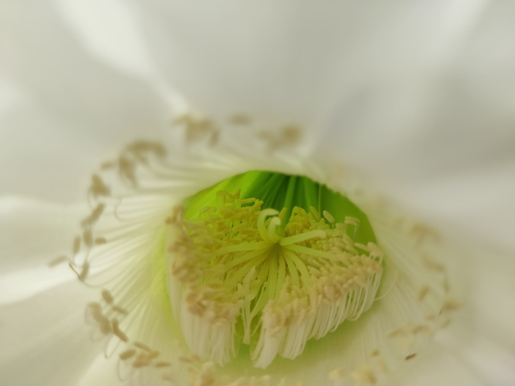 Cacti in bloom - My, Cactus, Blooming cacti, Nature, Good mood, Houseplants, Longpost