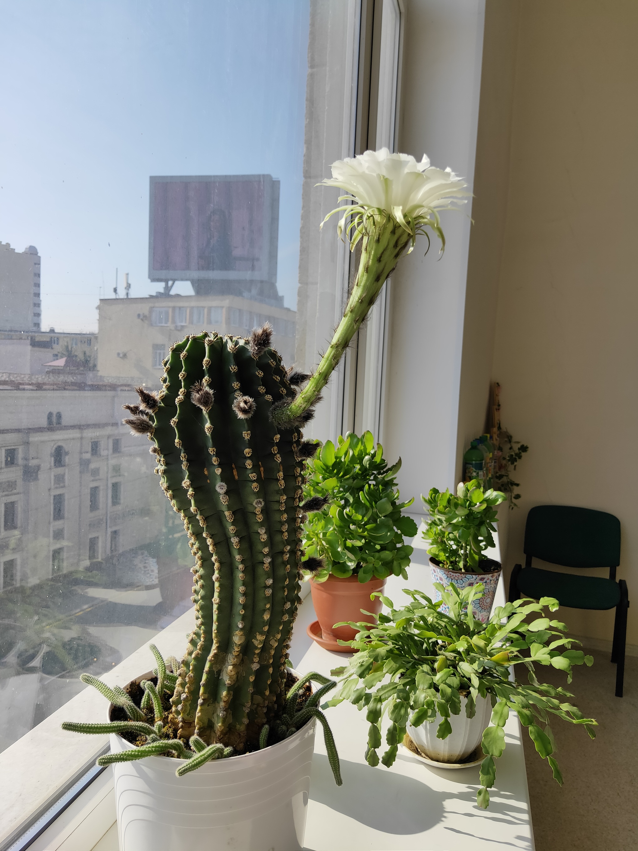 Cacti in bloom - My, Cactus, Blooming cacti, Nature, Good mood, Houseplants, Longpost