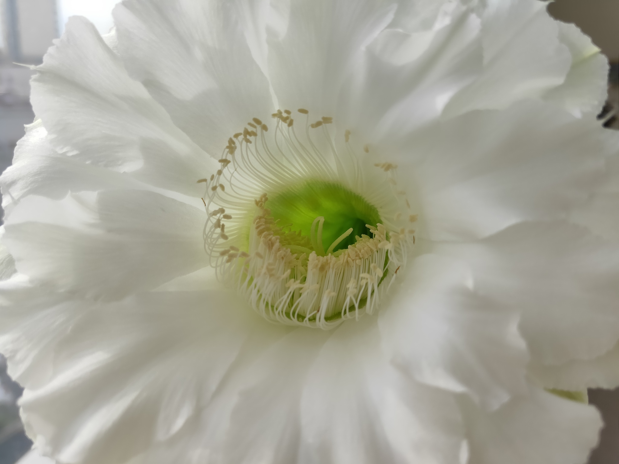 Cacti in bloom - My, Cactus, Blooming cacti, Nature, Good mood, Houseplants, Longpost