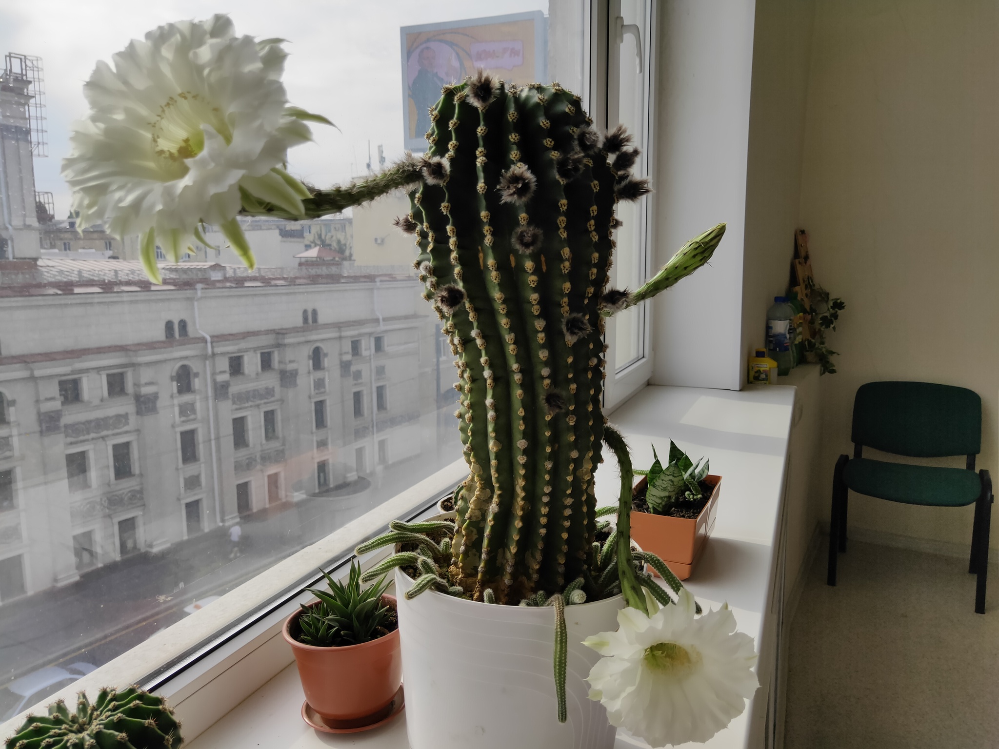 Cacti in bloom - My, Cactus, Blooming cacti, Nature, Good mood, Houseplants, Longpost