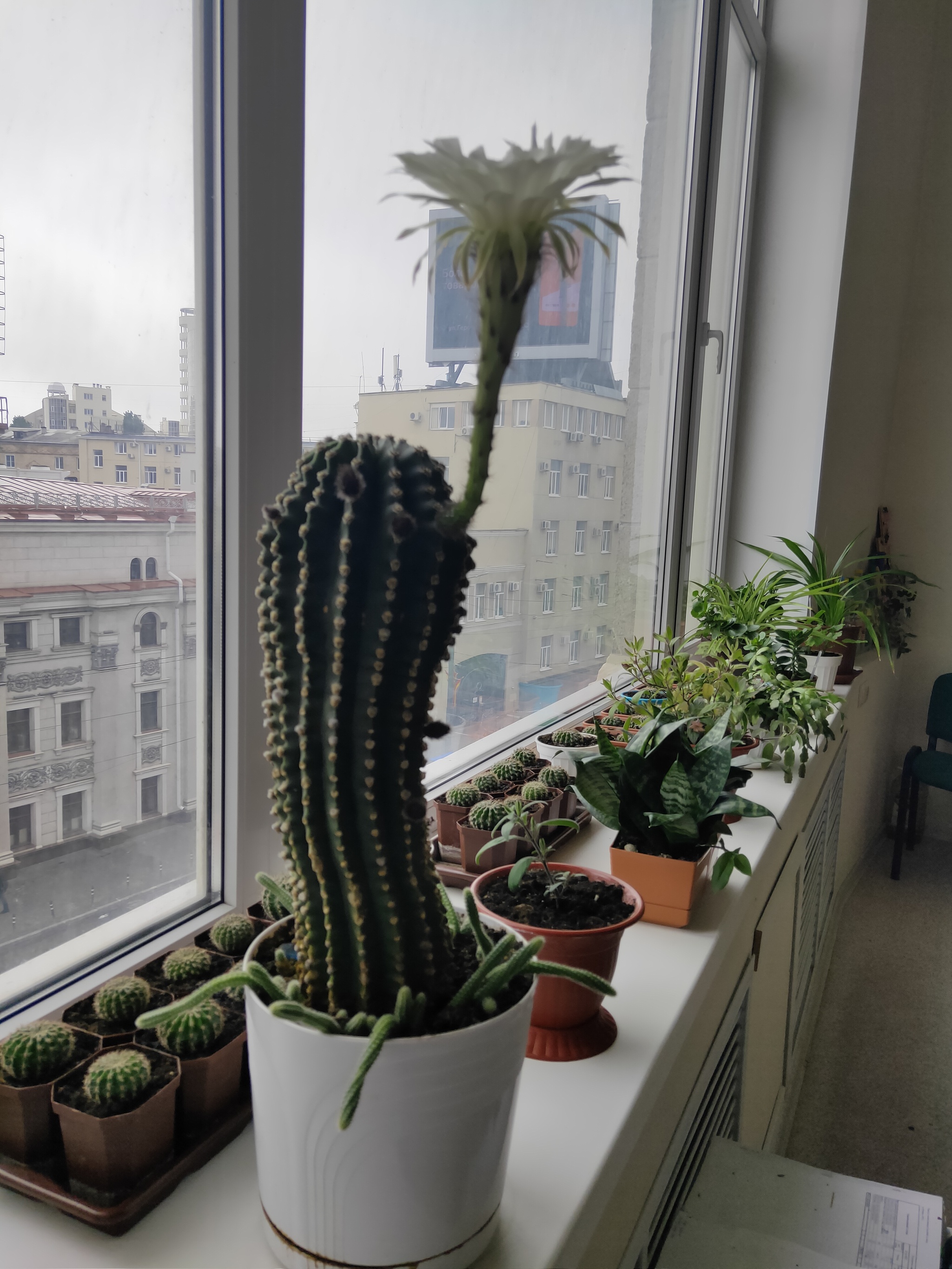 Cacti in bloom - My, Cactus, Blooming cacti, Nature, Good mood, Houseplants, Longpost