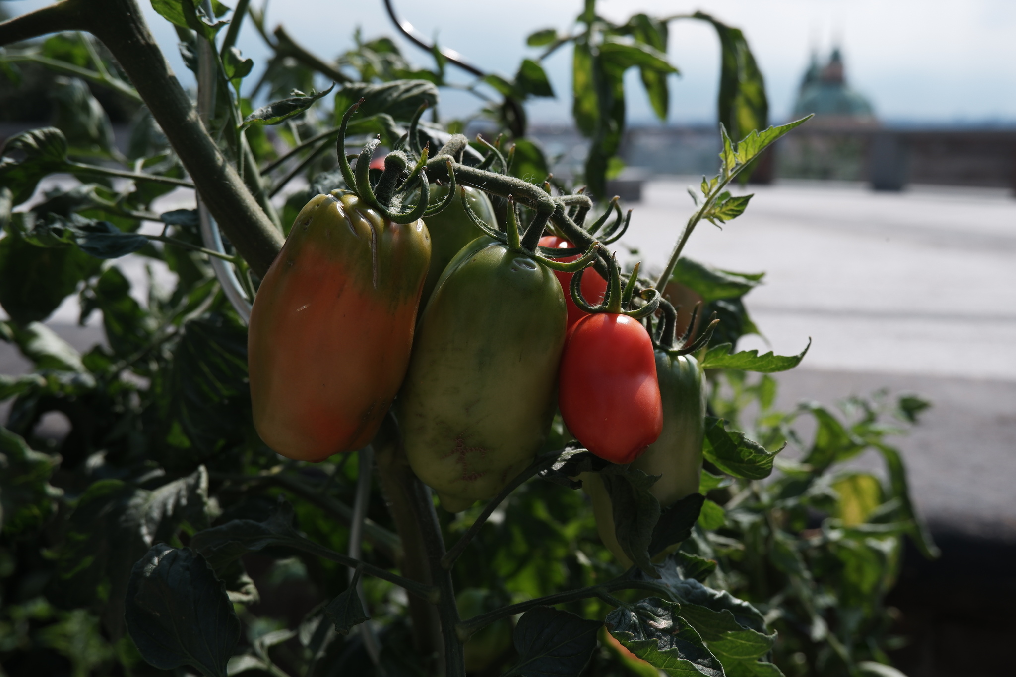 Czech Republic, or tomatoes where you don't expect to find them - My, Czech, Living abroad, Prague, Longpost