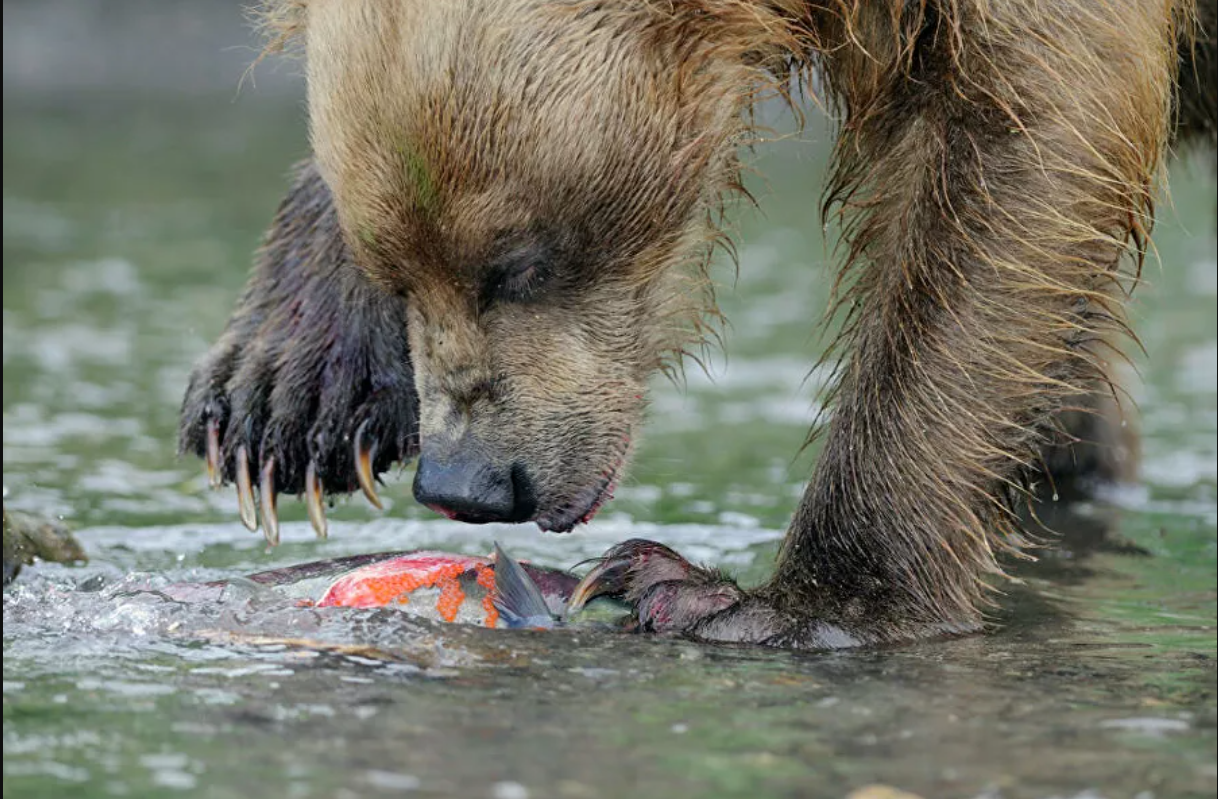 “Splendor and poverty” of Kamchatka. About poachers, gold mining and ecotourists - Kamchatka, Ecology, A fish, Tourism, Longpost