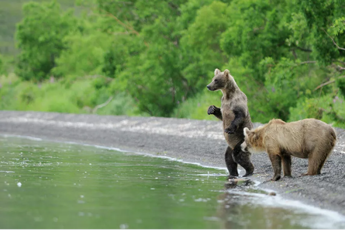 “Splendor and poverty” of Kamchatka. About poachers, gold mining and ecotourists - Kamchatka, Ecology, A fish, Tourism, Longpost