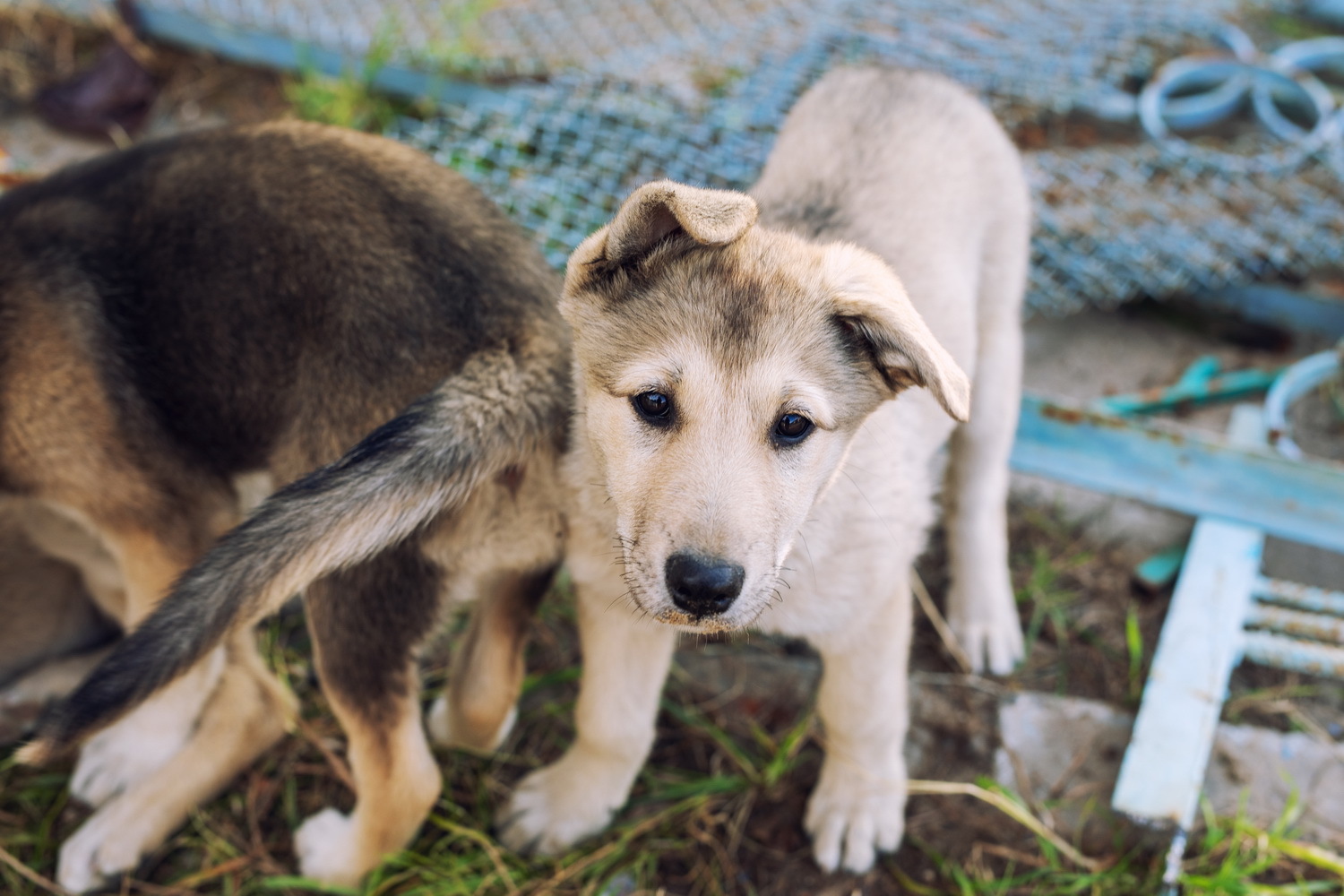 A few more photo sketches about our furry elves who are looking for a new home) - My, Dog, Homeless animals, A responsibility, In good hands, Surgut, Puppies, Good deeds, Help, Longpost, No rating