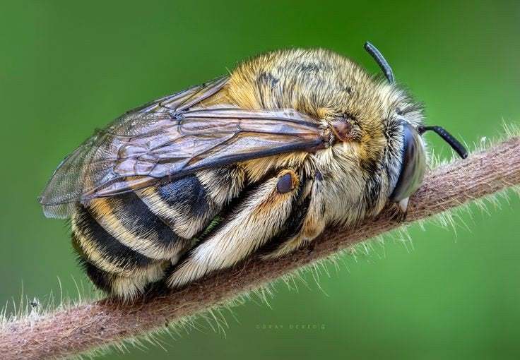 The bee is sleeping - Bees, Dream, Macro photography, The photo, Insects