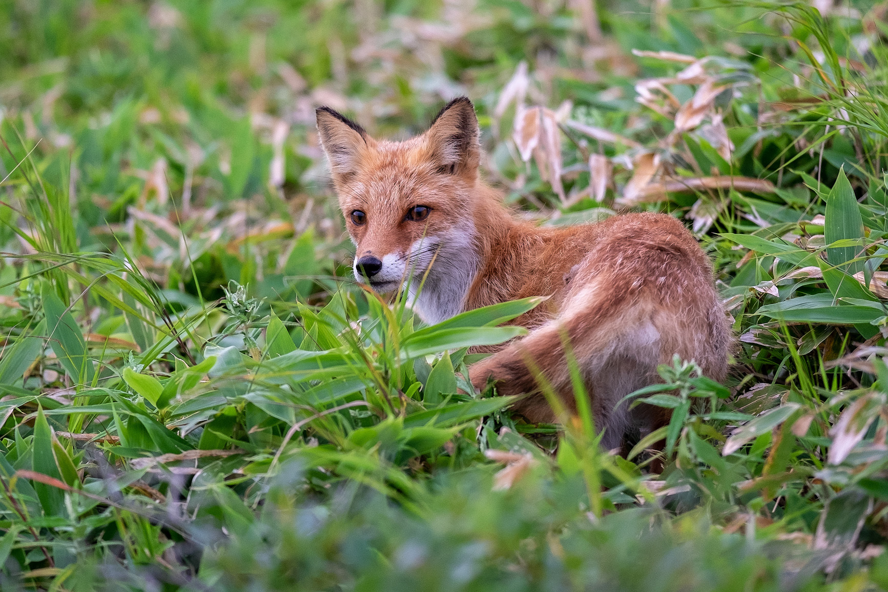 Bamboo owner - My, Fox, Shikotan, Kurile Islands, Animals, The nature of Russia, Дальний Восток, Longpost, The photo