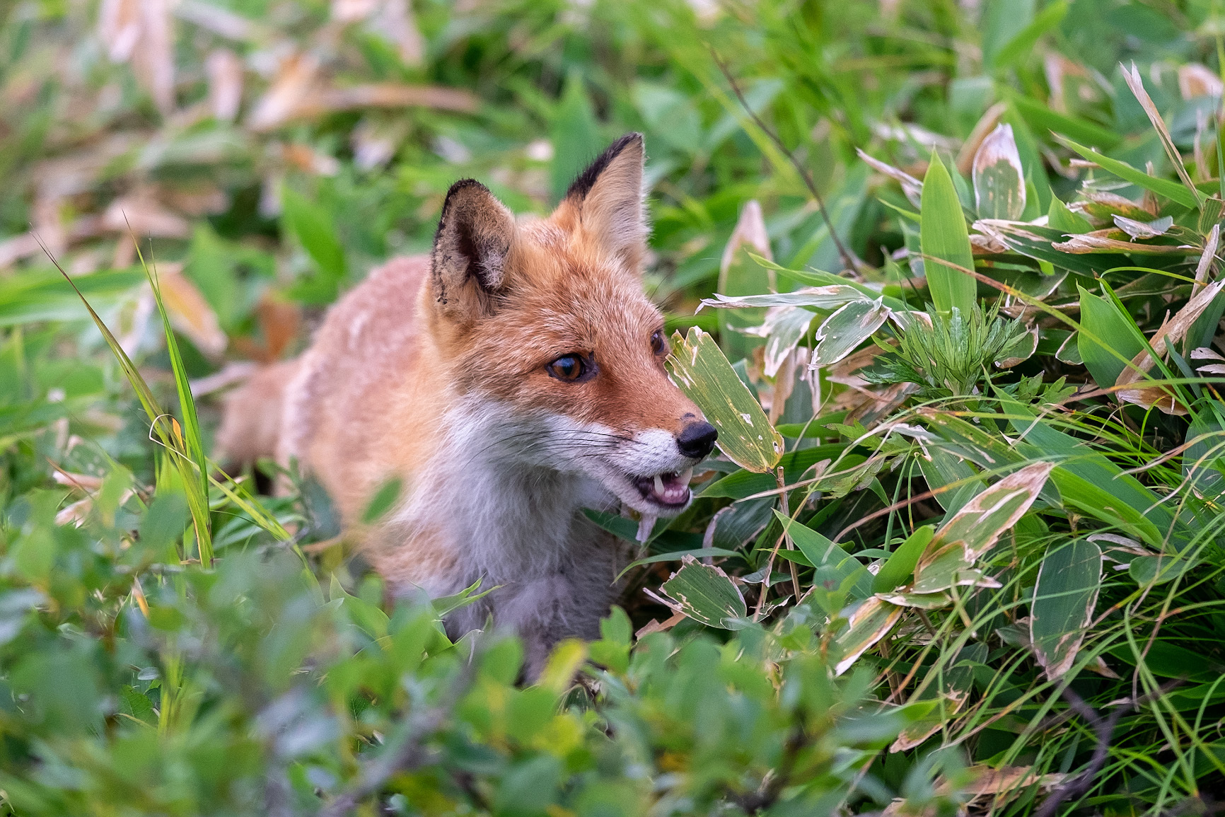 Bamboo owner - My, Fox, Shikotan, Kurile Islands, Animals, The nature of Russia, Дальний Восток, Longpost, The photo