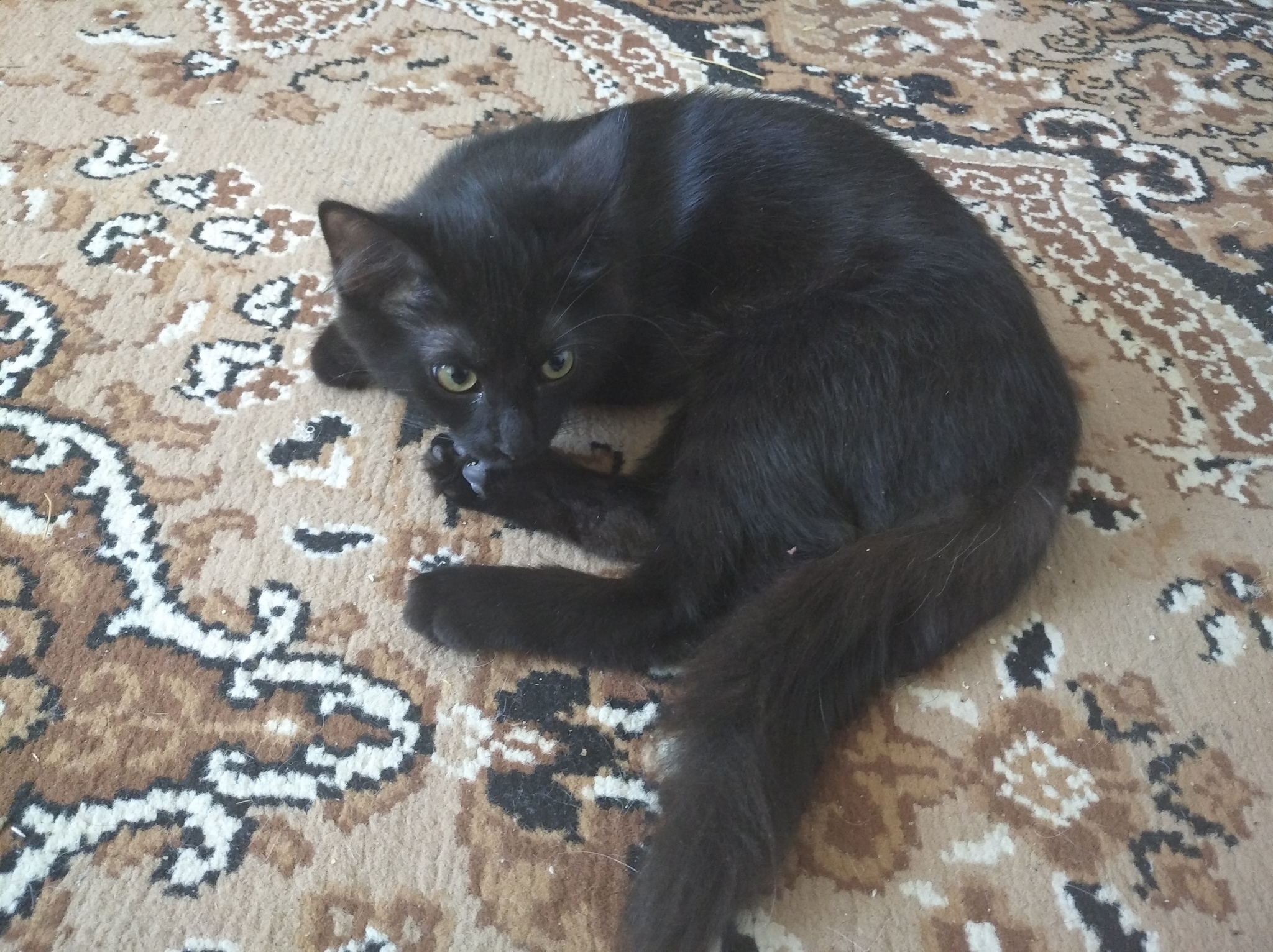 Devoted kitten, Yaroslavl - My, cat, Kittens, Yaroslavl, In good hands, Black cat, No rating, Longpost