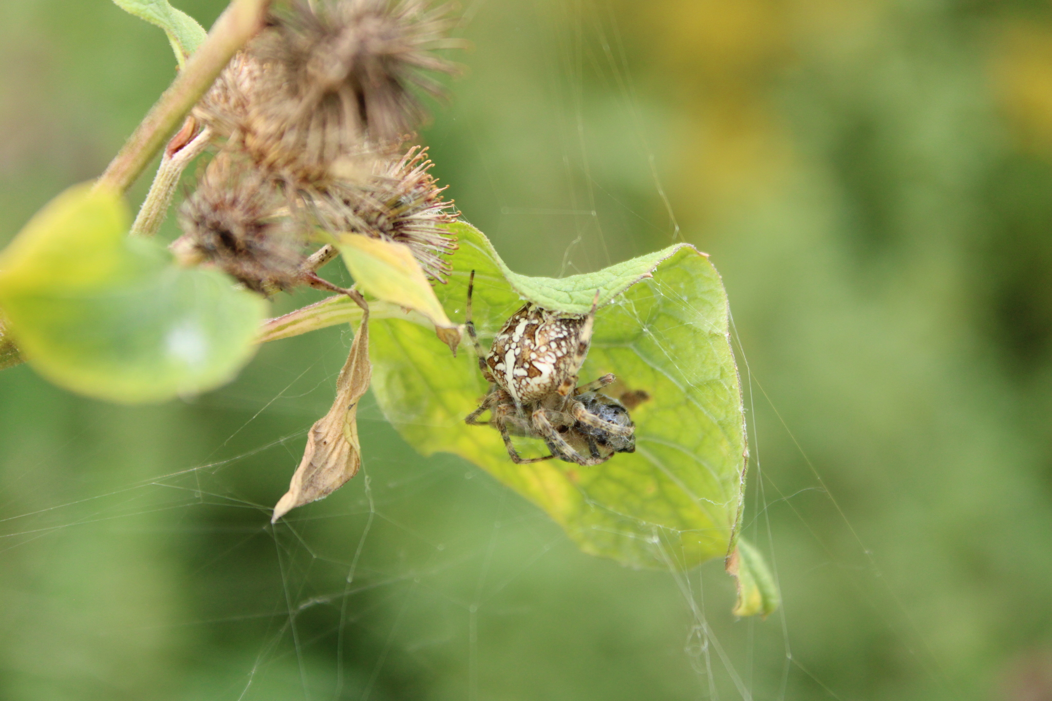 Photos of spider glasses from an arachnophobe - My, I want criticism, The photo, Spider, Longpost