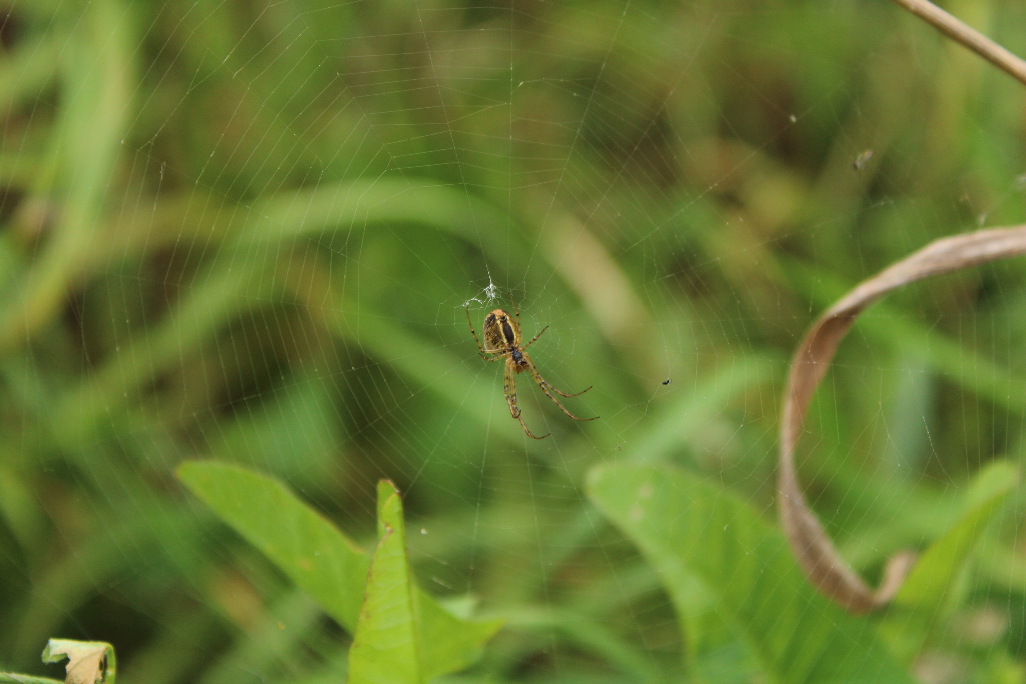 Photos of spider glasses from an arachnophobe - My, I want criticism, The photo, Spider, Longpost