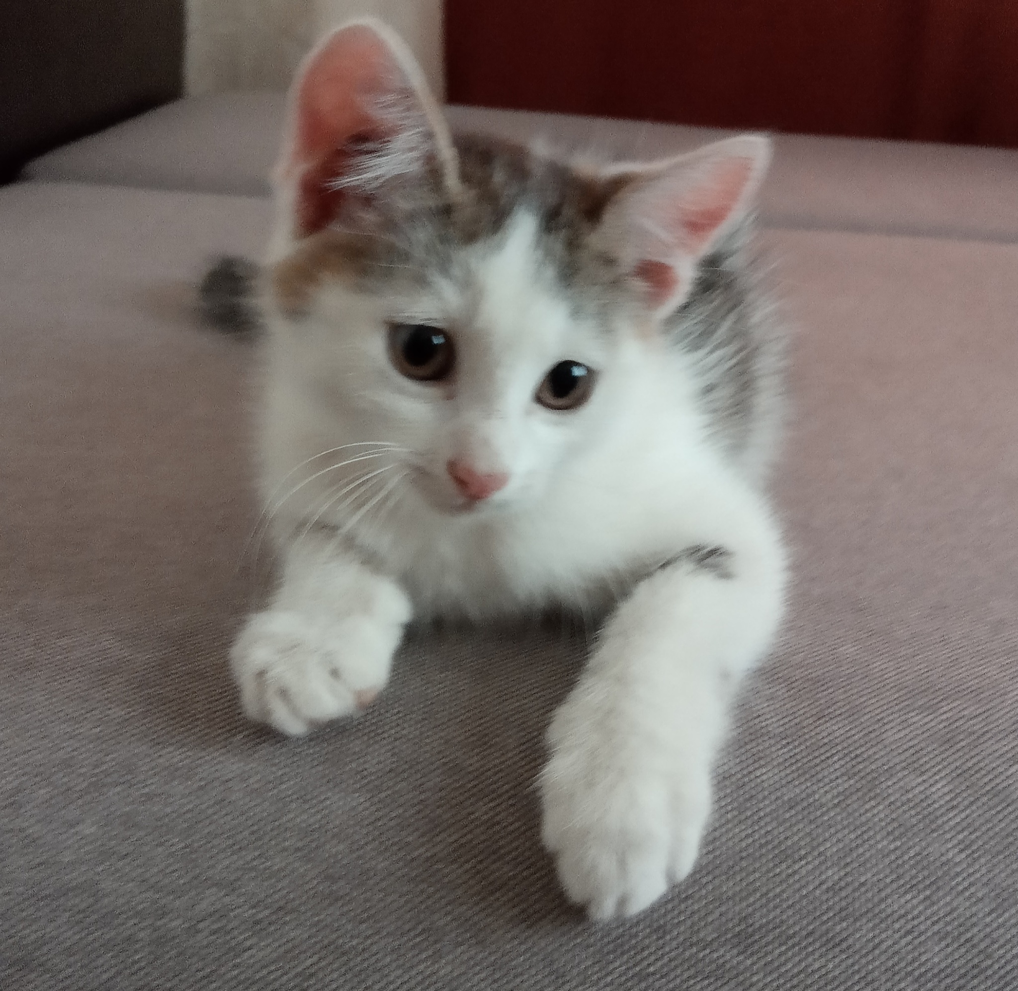 Kitten is looking for a home! Mozyr. RB - My, cat, Kittens, No rating, I will give, Animal Rescue, Mozyr, In good hands, Animals, Pets, Longpost