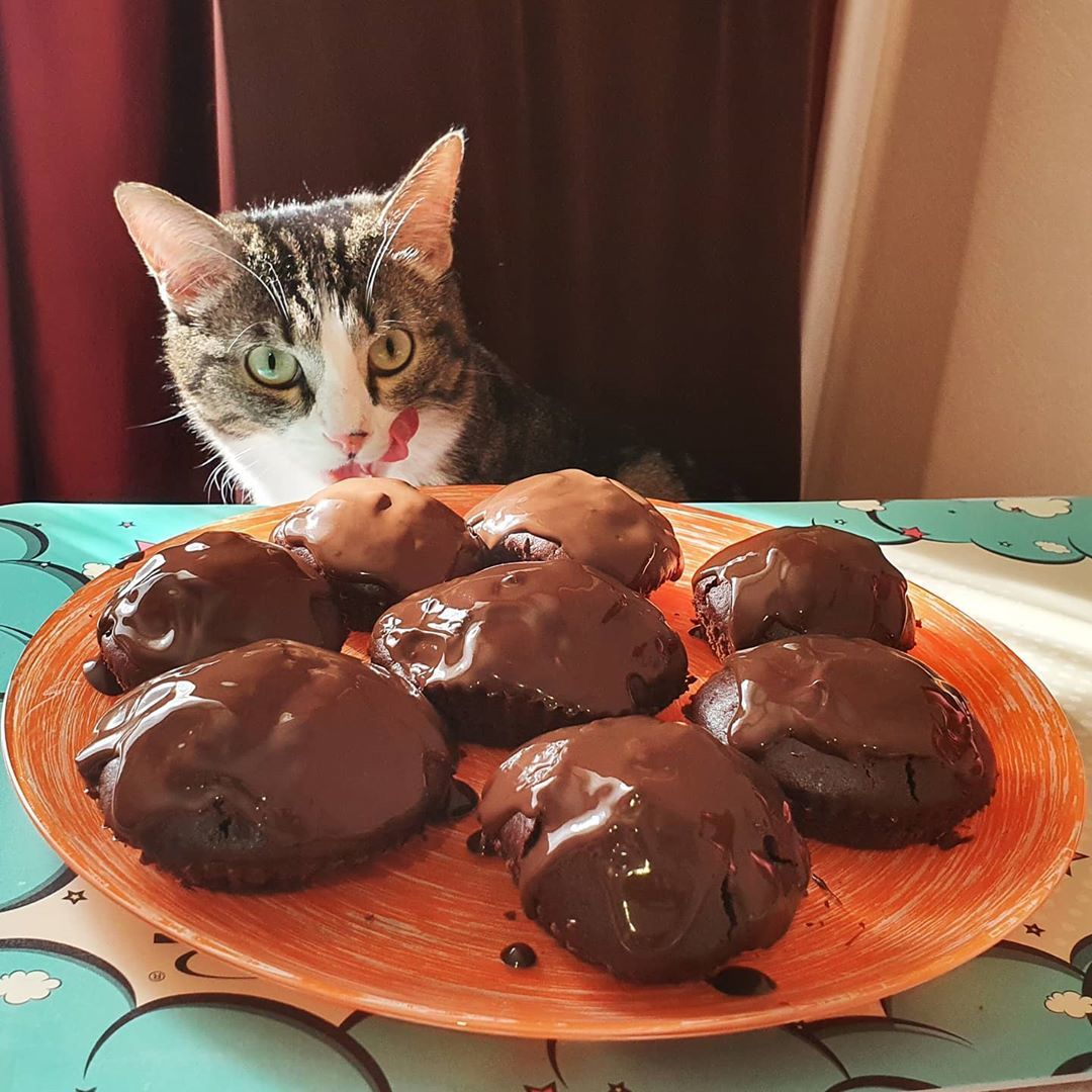 Chocolate Yum - cat, Cake, Bueno