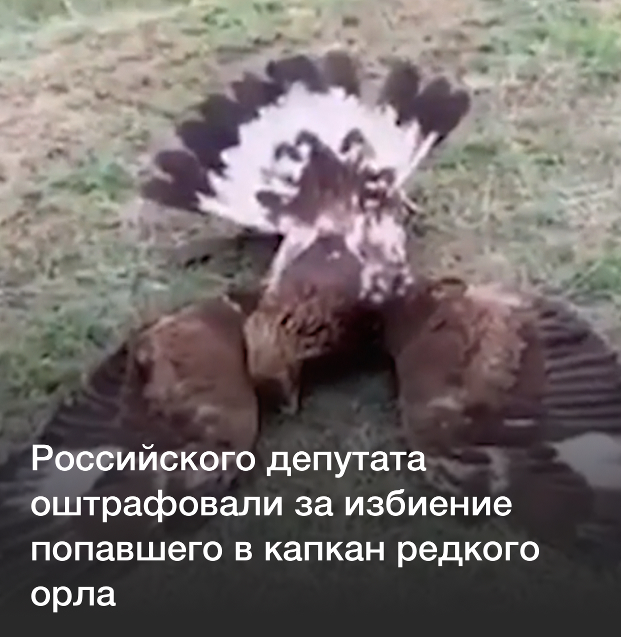 When it seems that the deputies can no longer surprise with anything... and then... - Deputies, Eagle, Poachers, Animal abuse, Animals, Birds, A shame