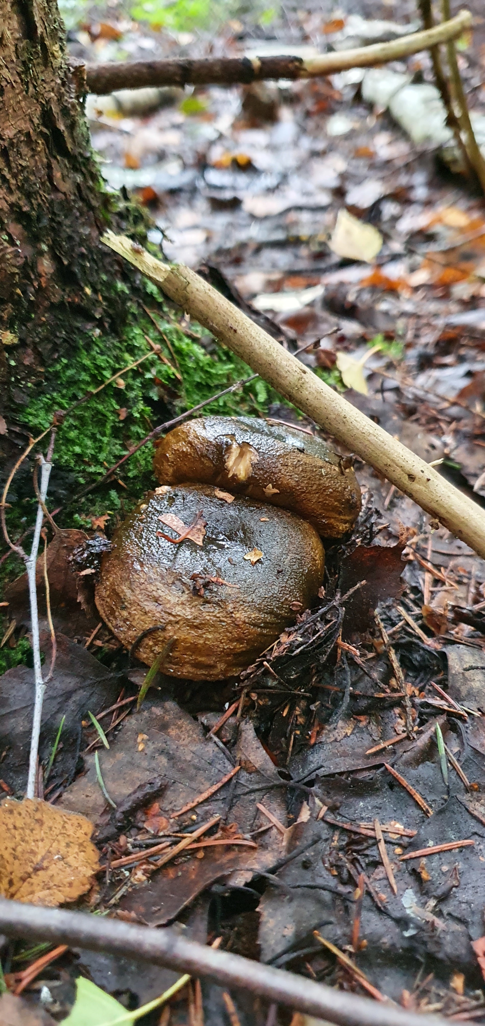 Got out into the forest #5 - My, Mushrooms, Forest, Porcini, Boletus, Video, Longpost, Vladimir region, The photo