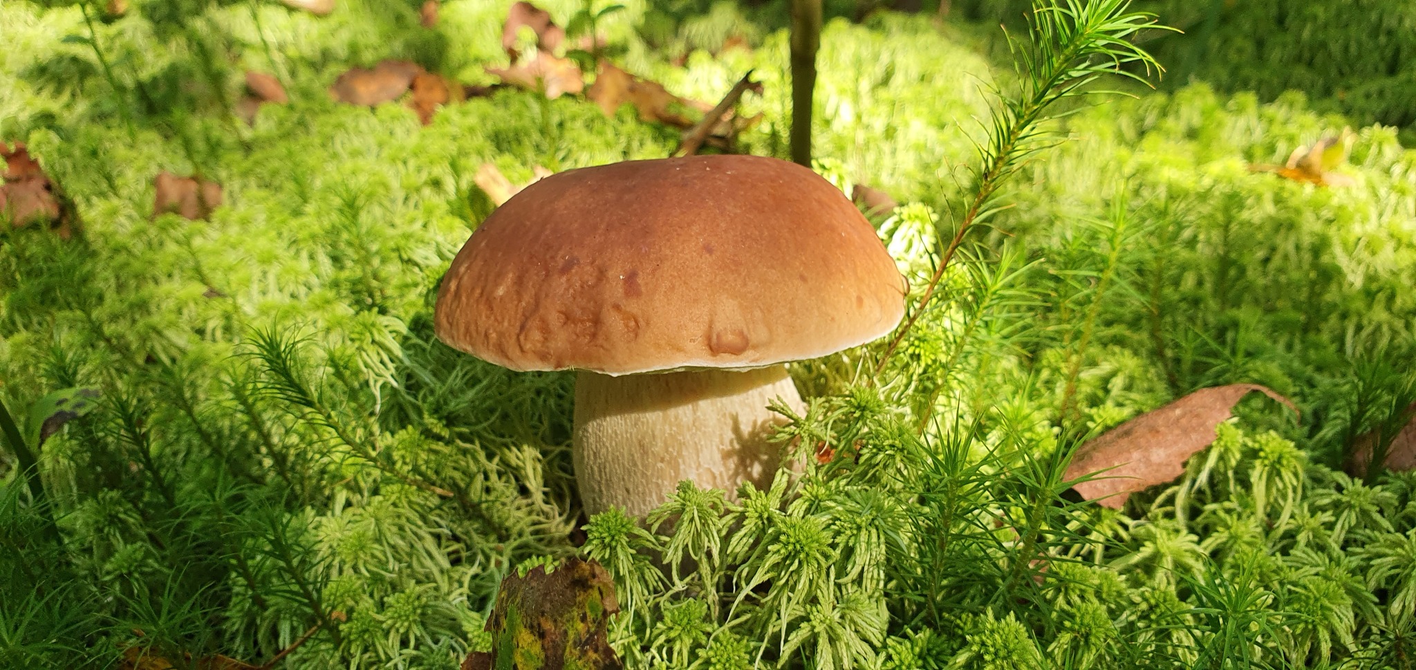 Got out into the forest #5 - My, Mushrooms, Forest, Porcini, Boletus, Video, Longpost, Vladimir region, The photo