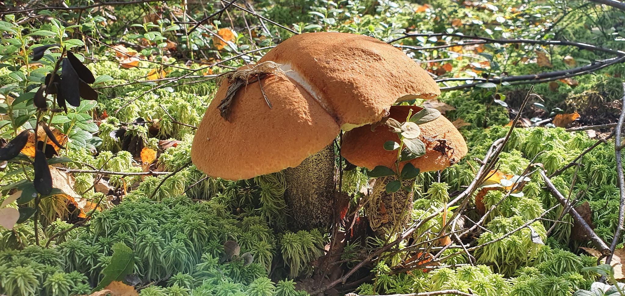 Got out into the forest #5 - My, Mushrooms, Forest, Porcini, Boletus, Video, Longpost, Vladimir region, The photo