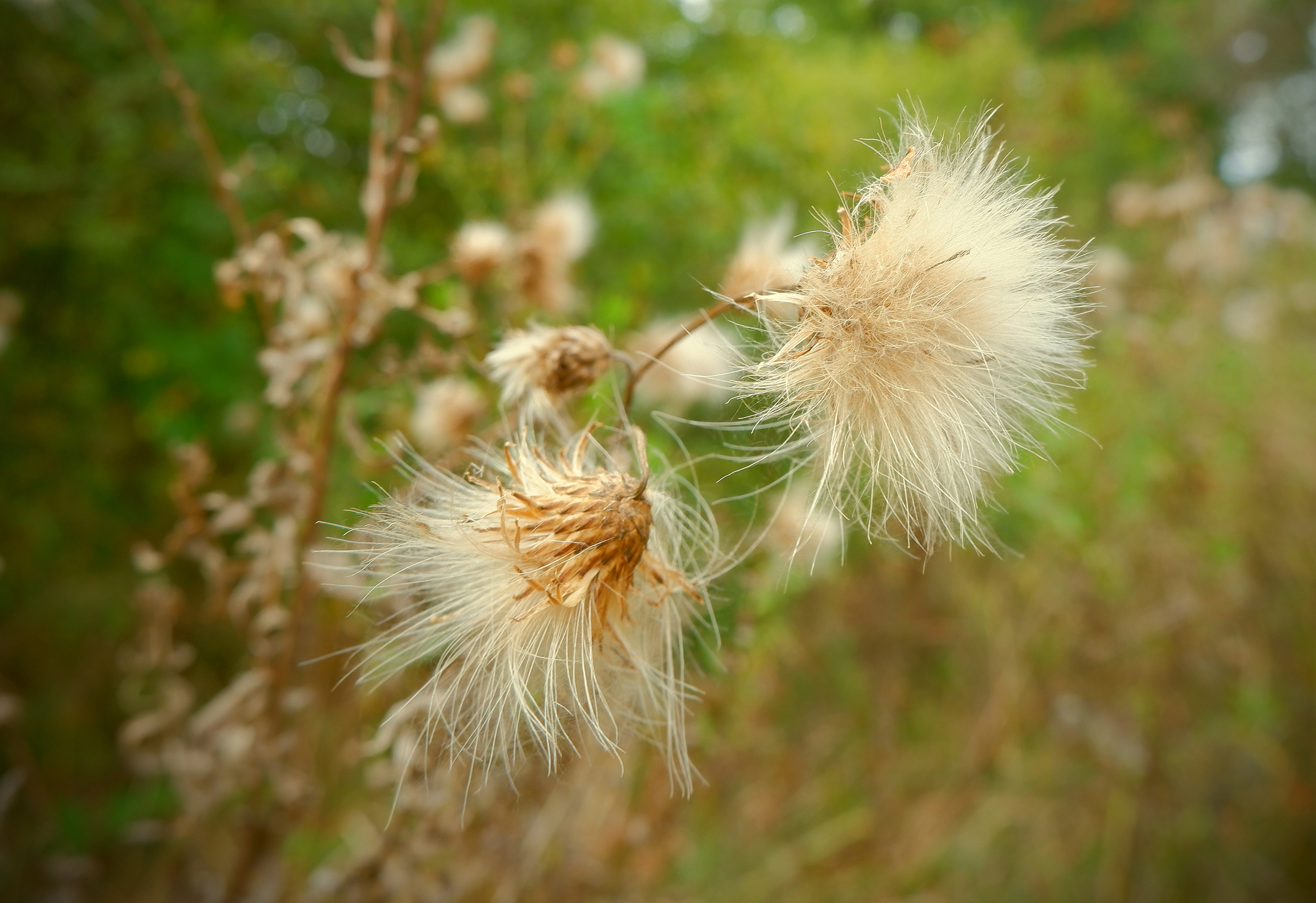 Nature of the Voronezh region - Nature, Voronezh region, Insects, Flora, Longpost