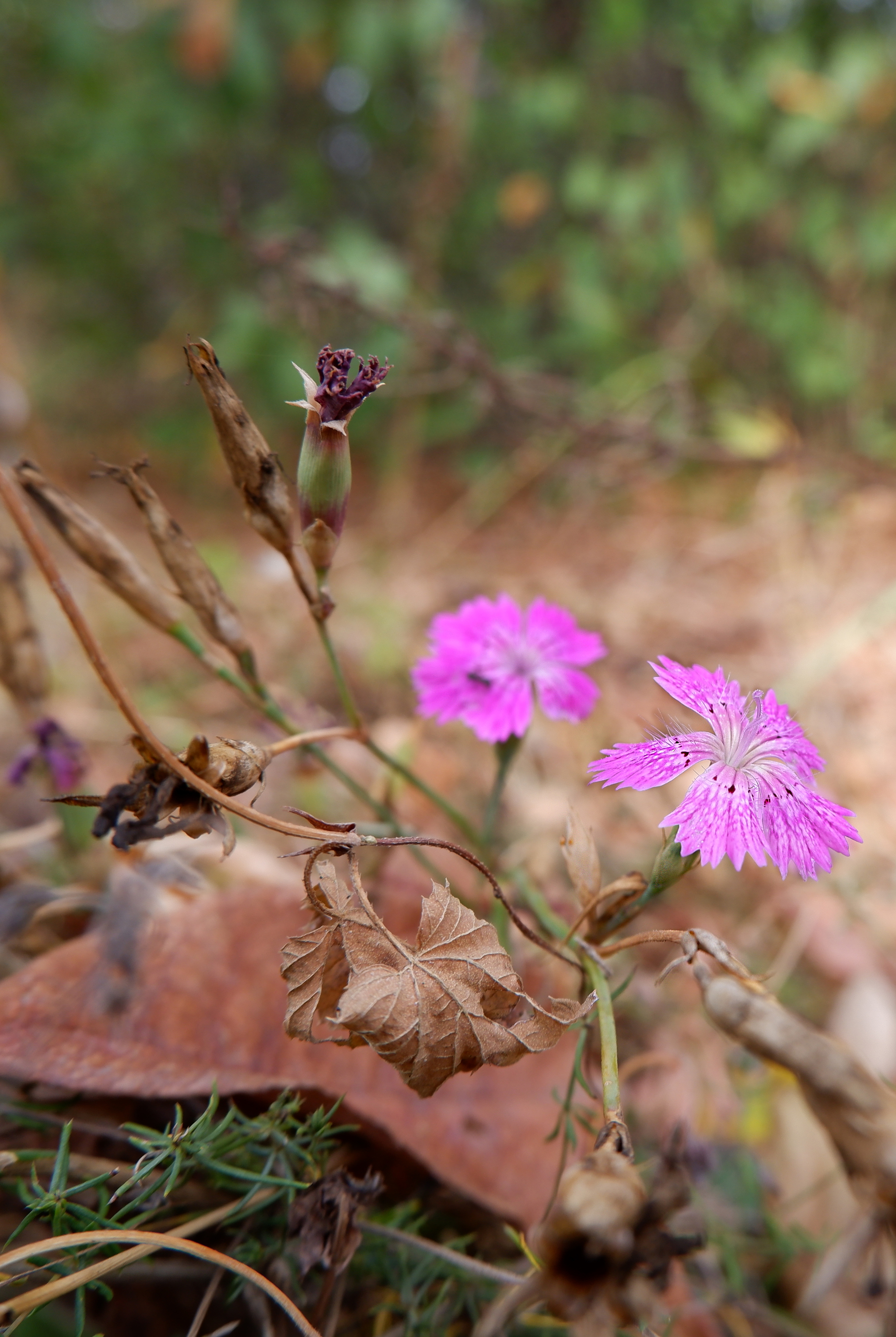 Nature of the Voronezh region - Nature, Voronezh region, Insects, Flora, Longpost