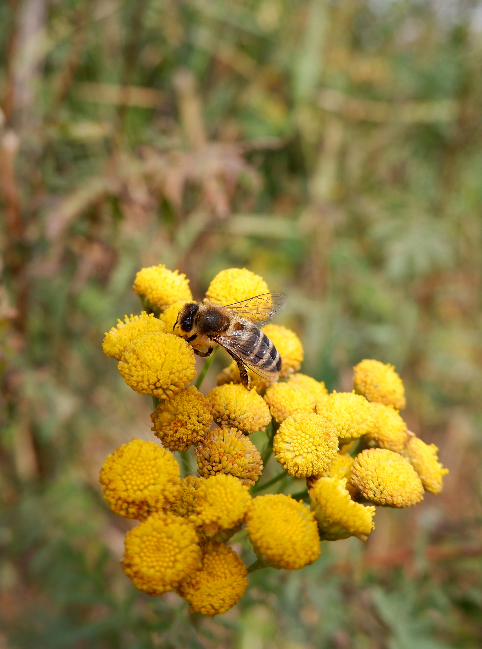 Nature of the Voronezh region - Nature, Voronezh region, Insects, Flora, Longpost