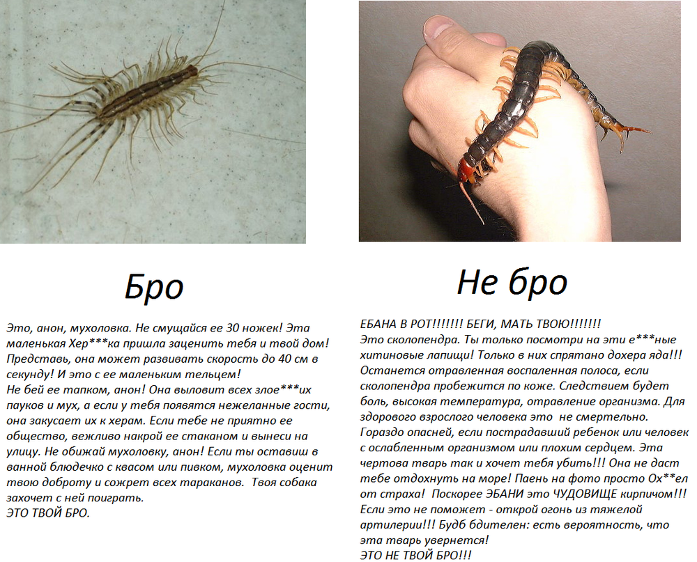 Centipedes: bro and no bro. Hate post - My, Scolopendra, Centipede, Insectophobia, Mat, Hatred, wildlife, Longpost, Scootiger, Insects