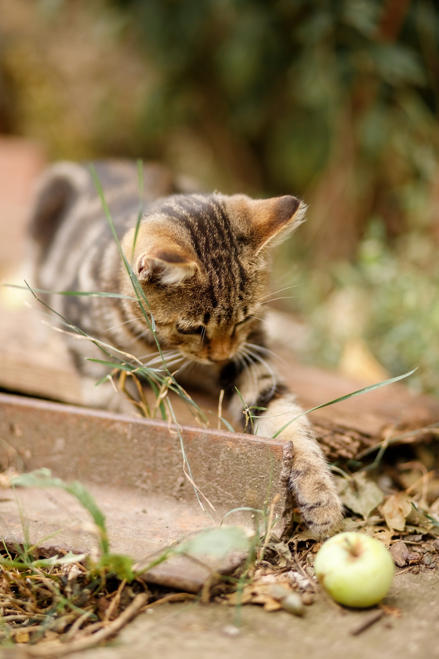 Photo session for a village cat - My, cat, Nature, The photo, Animals, Pets, Kittens, Canon, PHOTOSESSION, Village, 85mm, Longpost