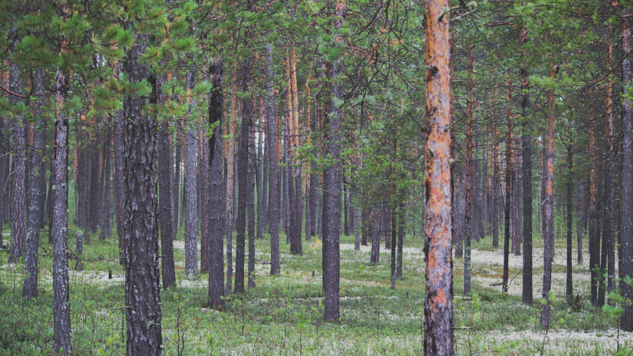 Taiga - My, Taiga, KhMAO, Surgut, Autumn, Needles, Moss, Mushrooms, Nature