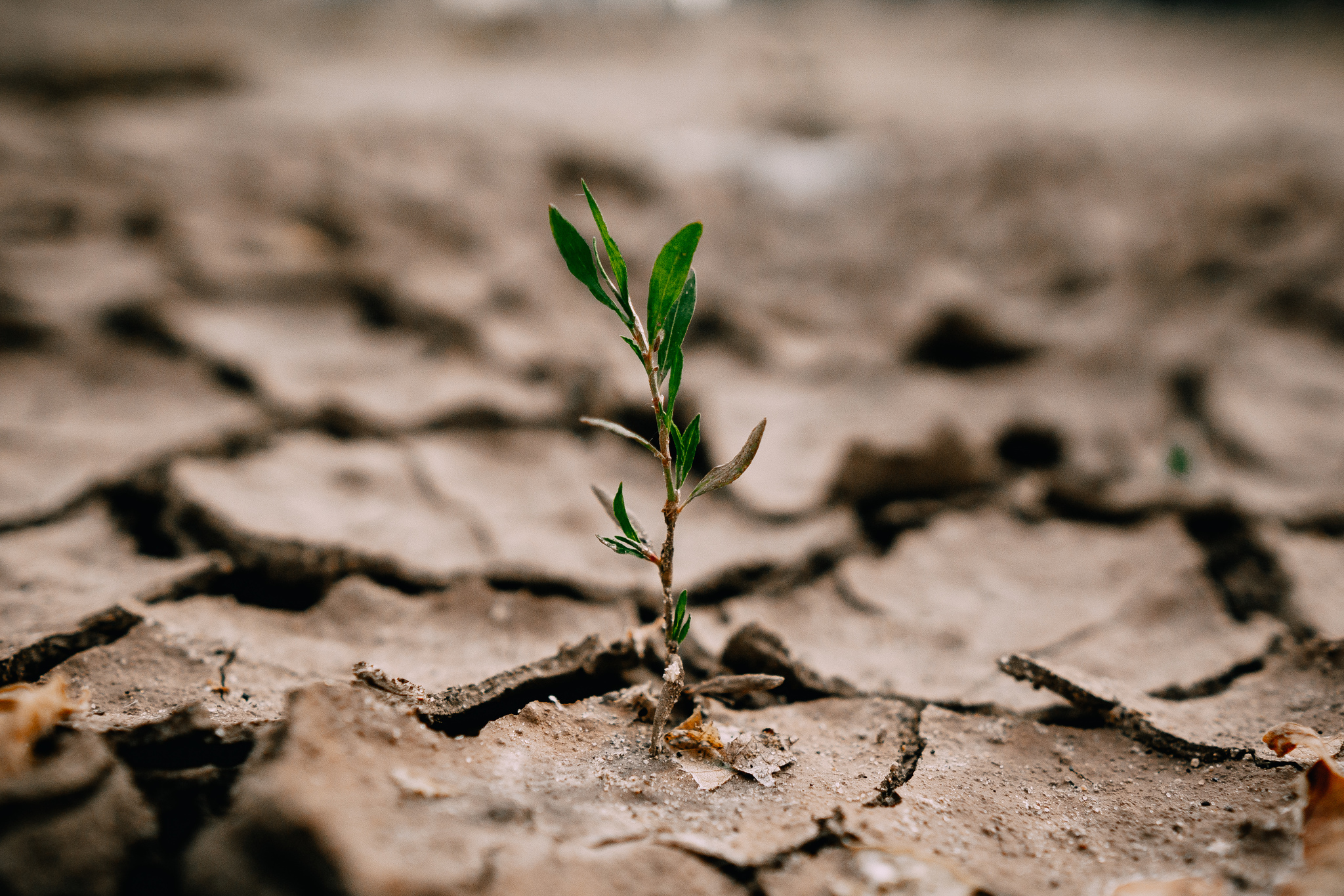 Life - My, Greenery, Land, The photo, A life, Sony, Sony a6000