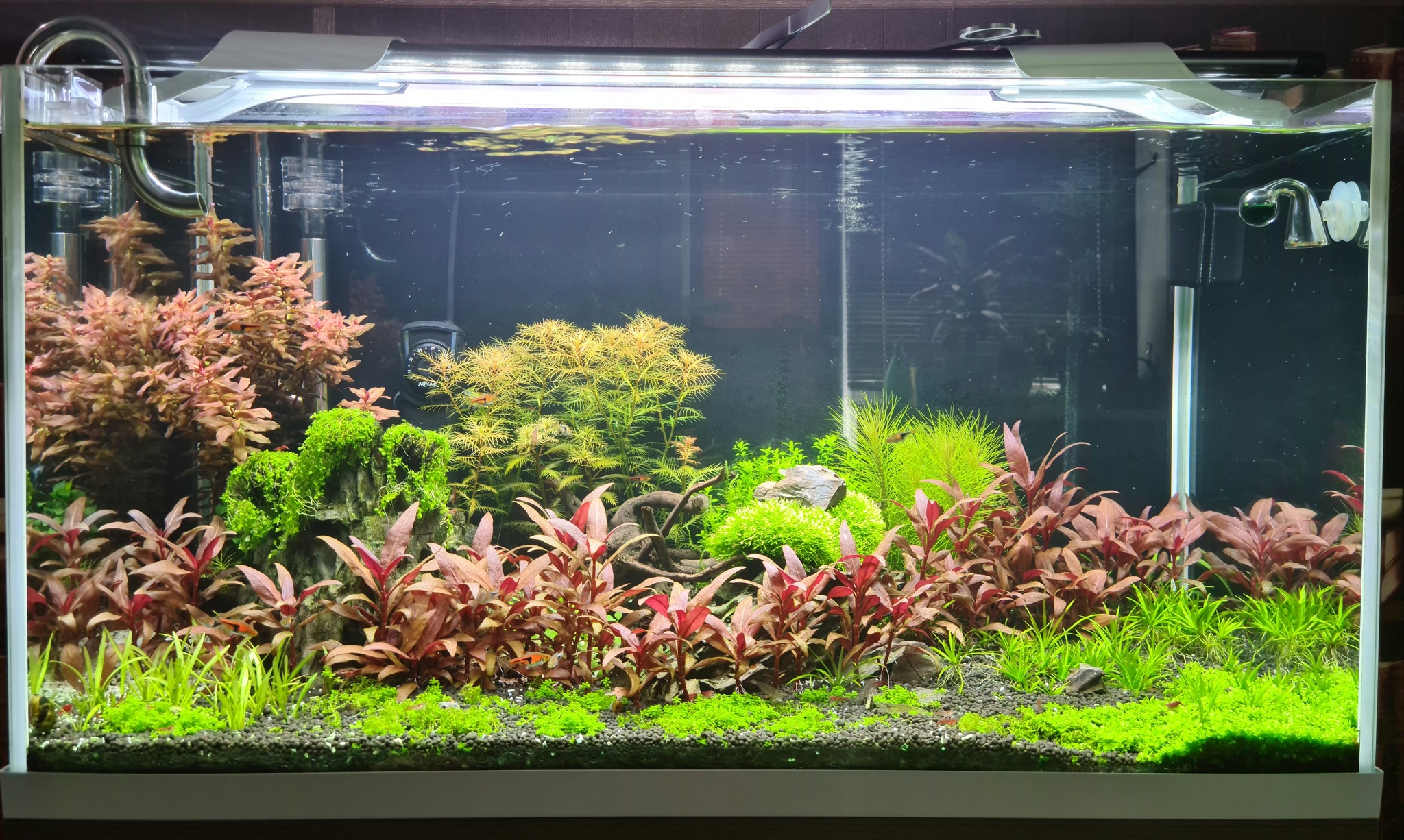 My aquarium after 2 months - My, Aquarium, Aquarium herbalist