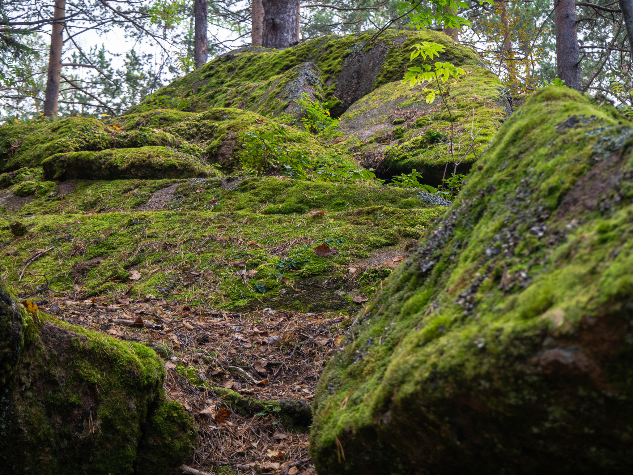 Krasnoyarsk Pillars. August 2020 - My, Krasnoyarsk pillars, The photo, Landscape, Taiga, Forest, Longpost