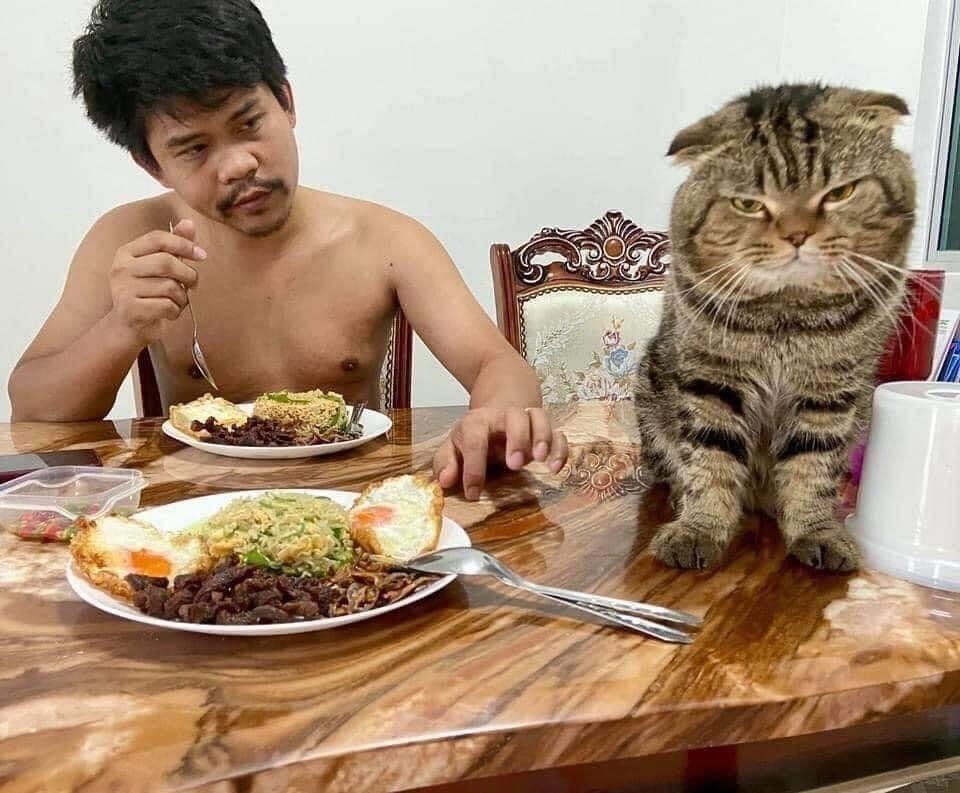 When the cat stole your husband from you - cat, Husband, Longpost, Asians