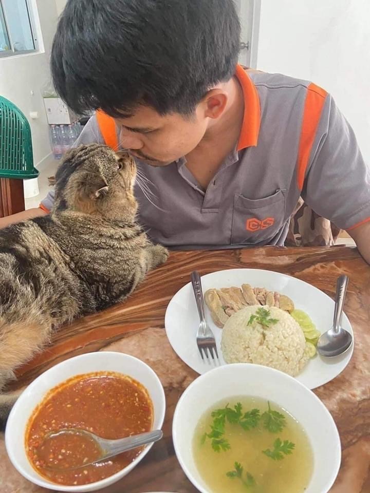 When the cat stole your husband from you - cat, Husband, Longpost, Asians