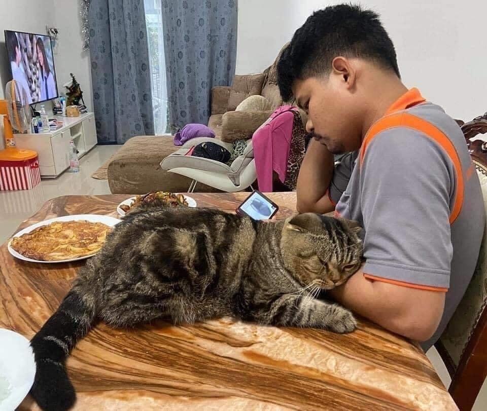 When the cat stole your husband from you - cat, Husband, Longpost, Asians