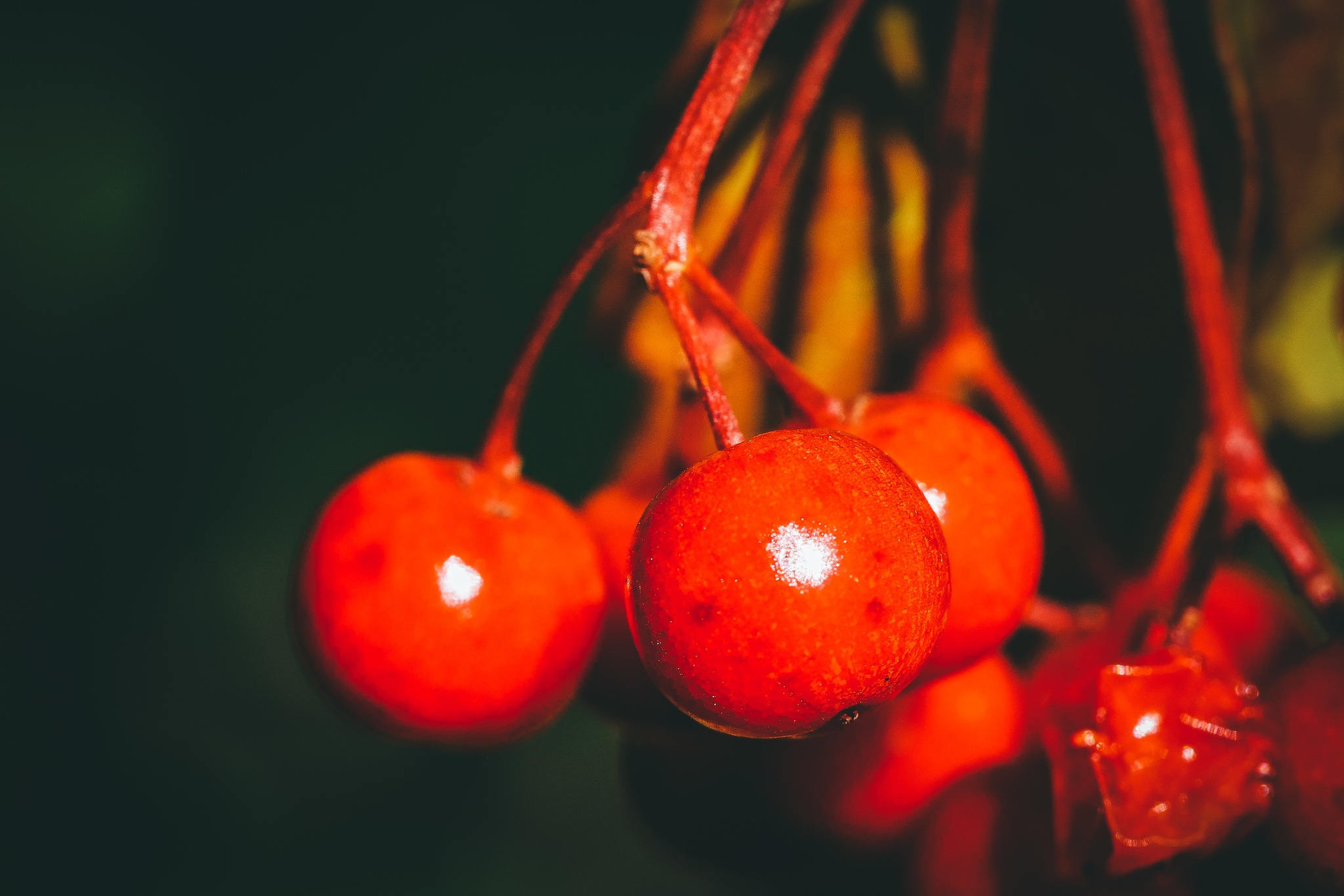 Autumn sketches - My, The photo, Nature, Canon 800D, Lilies of the valley, Longpost, Plants