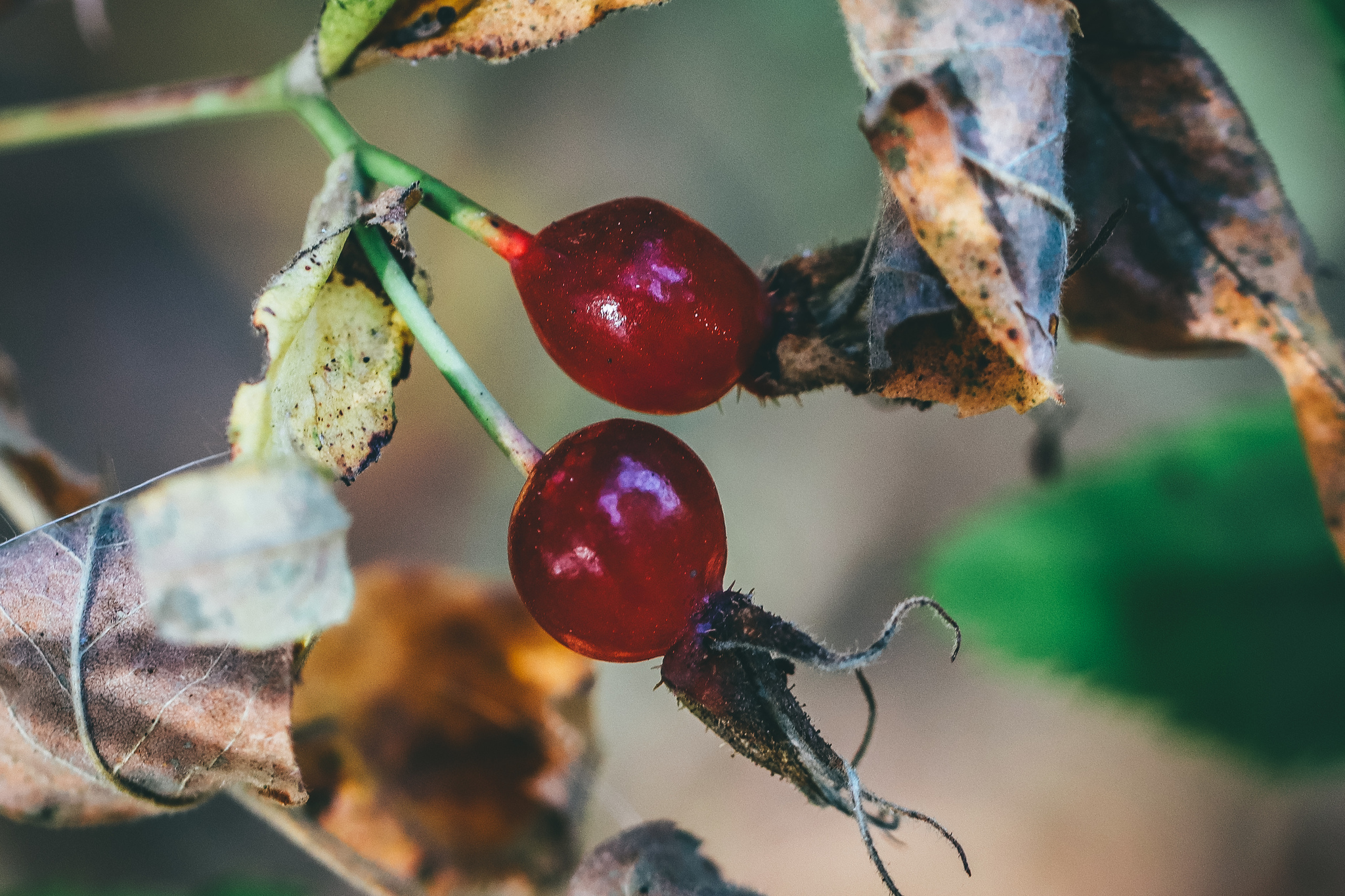 Autumn sketches - My, The photo, Nature, Canon 800D, Lilies of the valley, Longpost, Plants