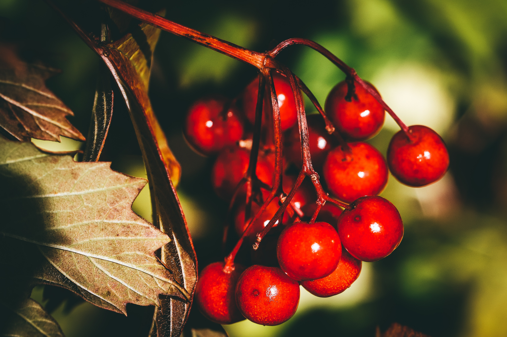 Autumn sketches - My, The photo, Nature, Canon 800D, Lilies of the valley, Longpost, Plants