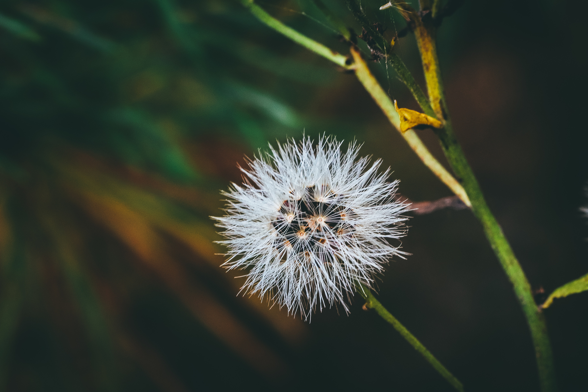 Autumn sketches - My, The photo, Nature, Canon 800D, Lilies of the valley, Longpost, Plants