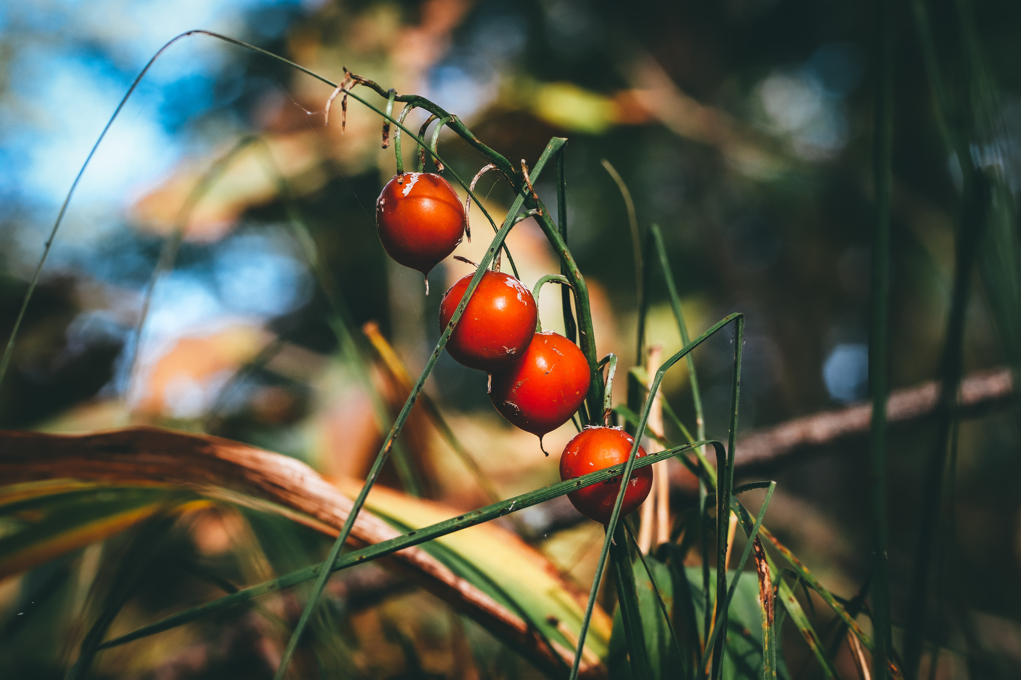 Autumn sketches - My, The photo, Nature, Canon 800D, Lilies of the valley, Longpost, Plants