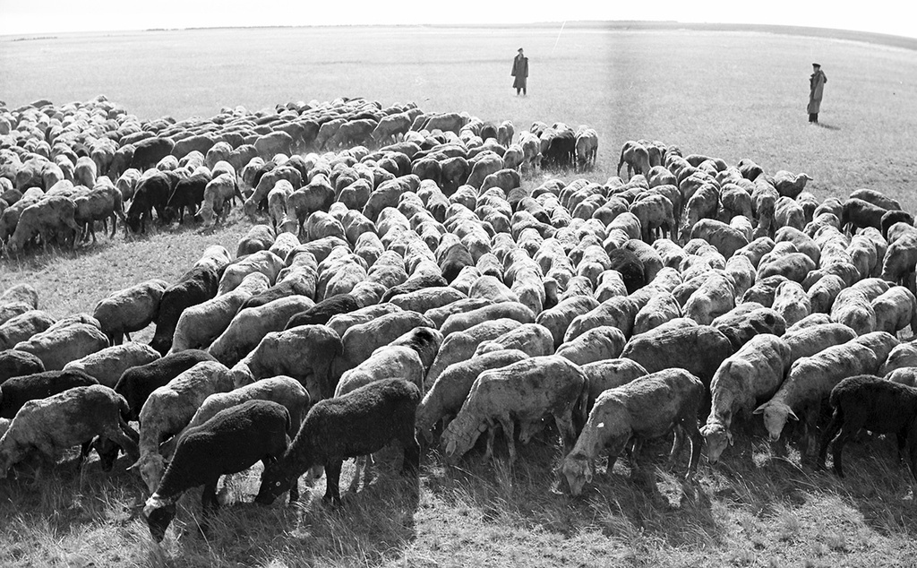 История СССР в фотографиях № 146 - История, Фотография, Подборка, Ретро, СССР, Черно-белое фото, Длиннопост