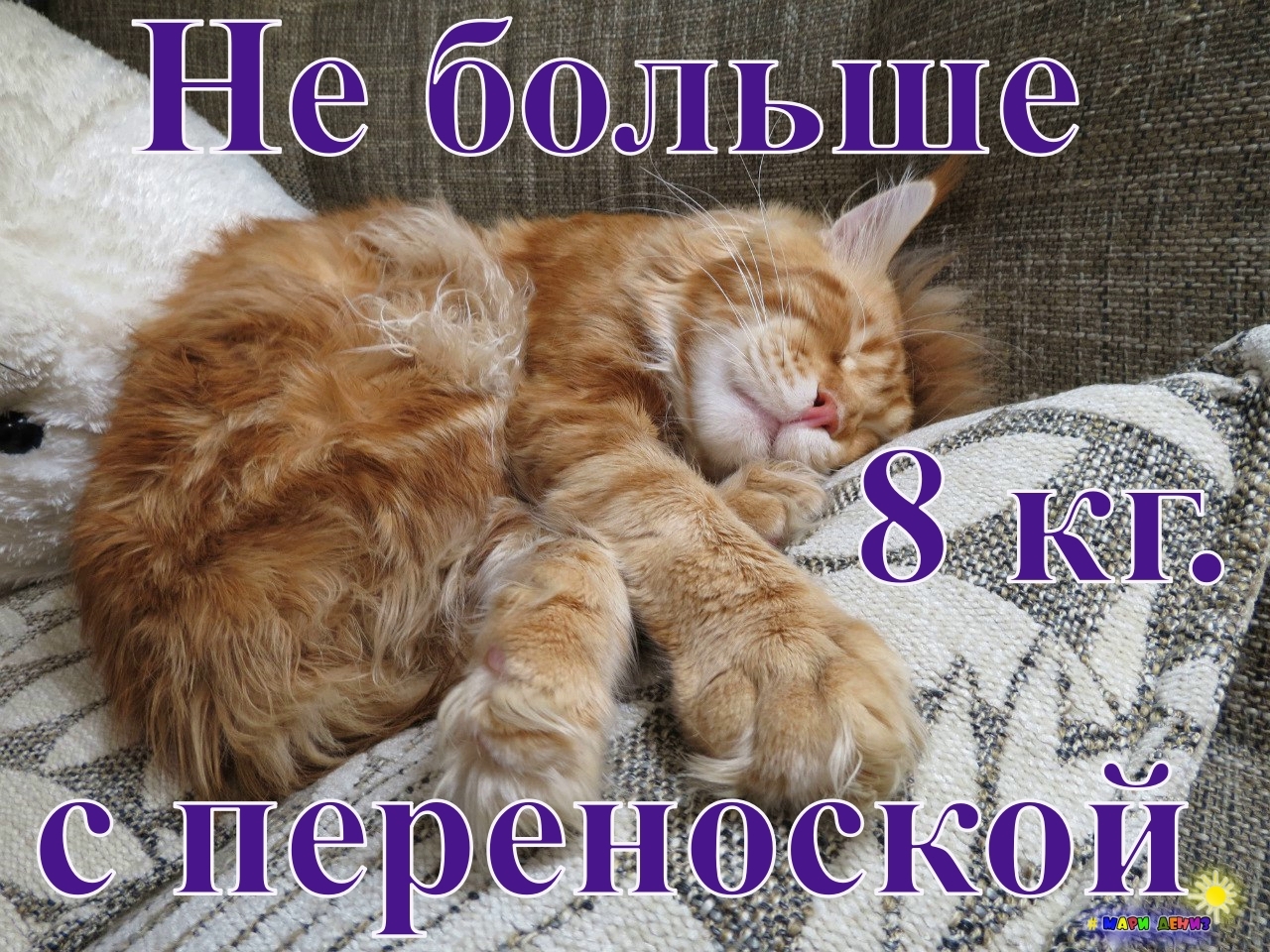 We and four cats by Aeroflot in pictures. What to pay attention to - My, Transportation of animals, Pets, Travels, Longpost, cat