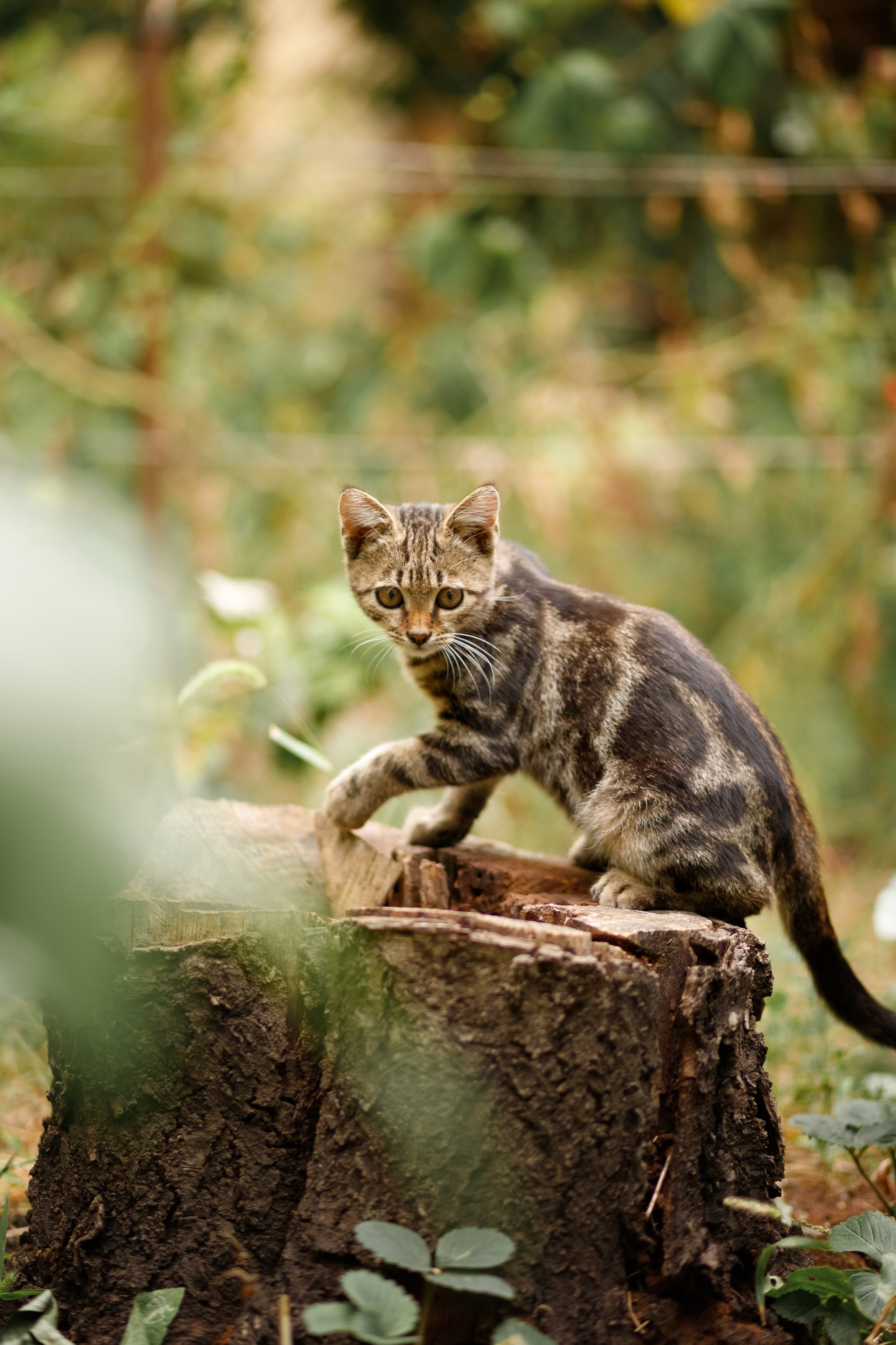 Photo session for a village cat - My, cat, Nature, The photo, Animals, Pets, Kittens, Canon, PHOTOSESSION, Village, 85mm, Longpost