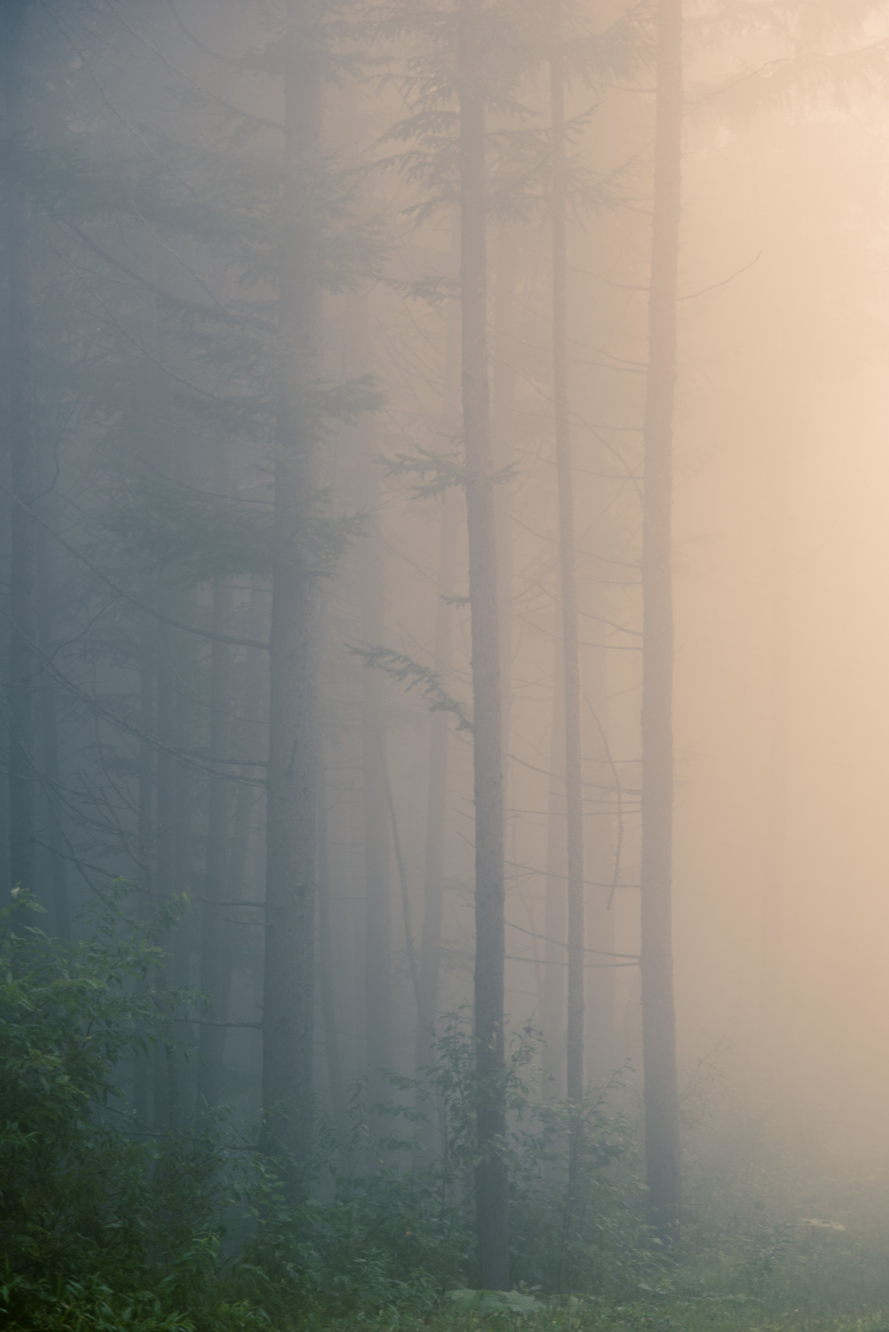 You (not) find me - My, Fog, Nature, Contemplation, Silence, Forest, Atmosphere, Mood, Yuzhno-Sakhalinsk, Longpost