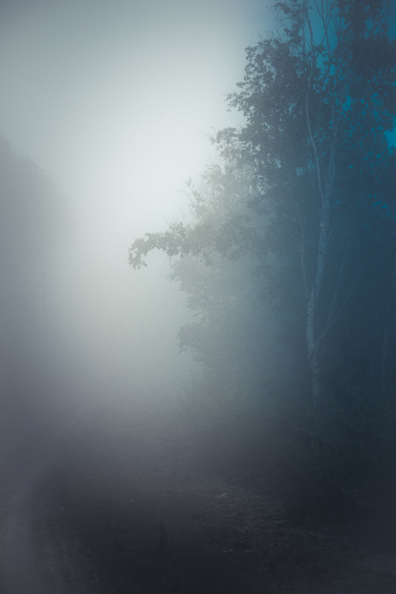 You (not) find me - My, Fog, Nature, Contemplation, Silence, Forest, Atmosphere, Mood, Yuzhno-Sakhalinsk, Longpost