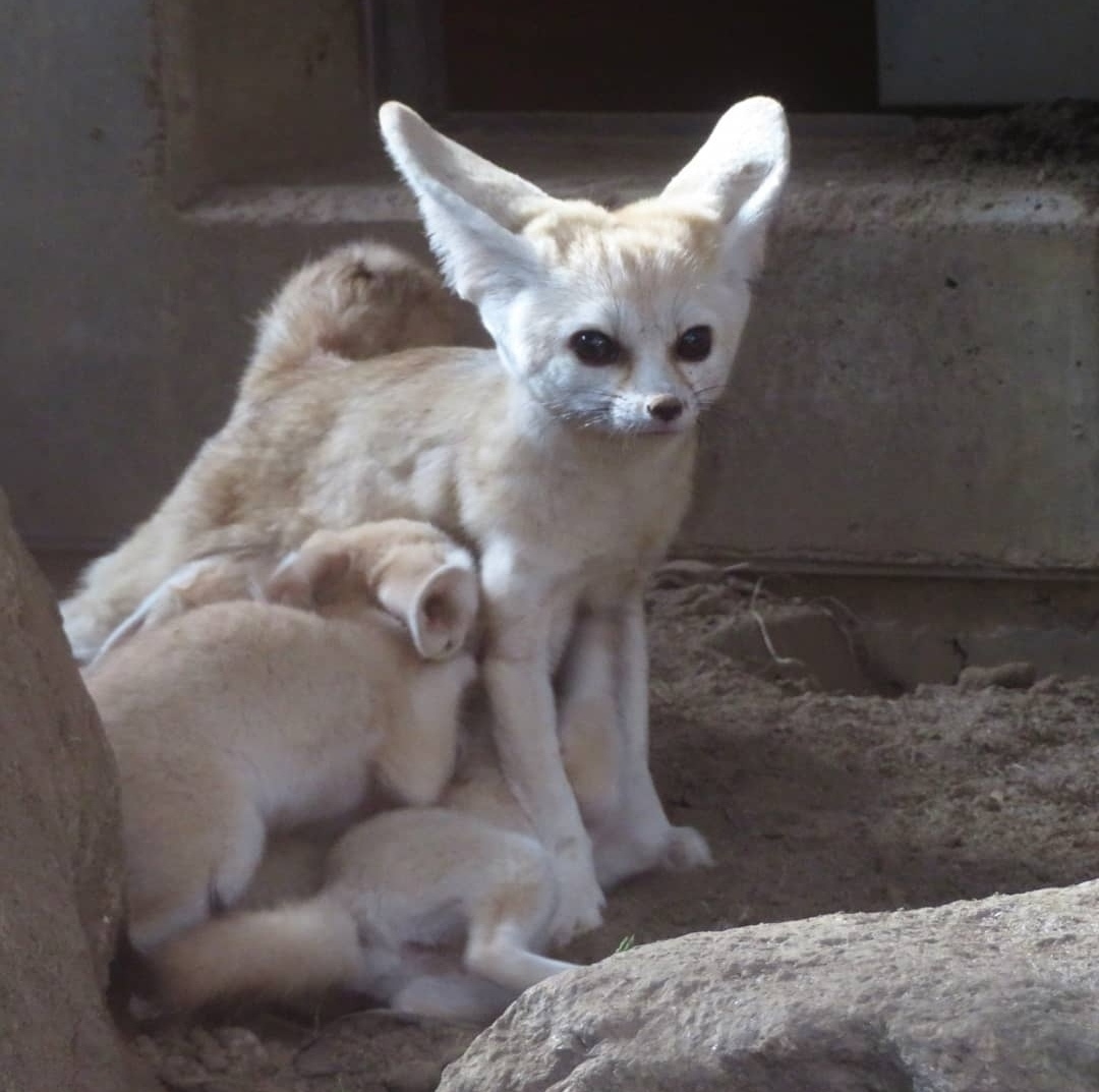 Fennec and the delights of motherhood - Animals, The photo, Fenech, Zoo, Motherhood, Longpost