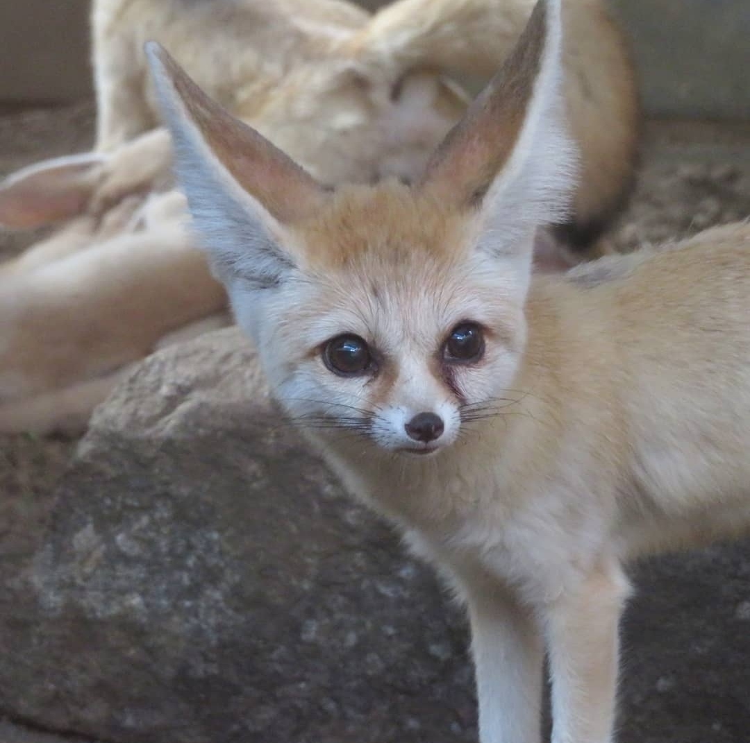 Fennec and the delights of motherhood - Animals, The photo, Fenech, Zoo, Motherhood, Longpost