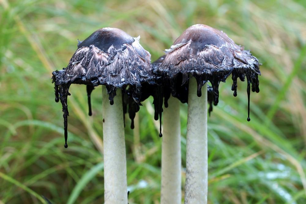 10 mushrooms that seem to have come to us from the world of science fiction - Mushrooms, Unusual, Longpost